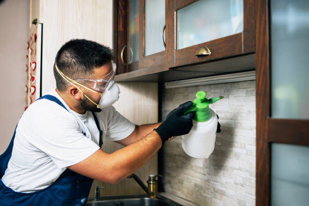 Wasp Removal Services in Basye, VA