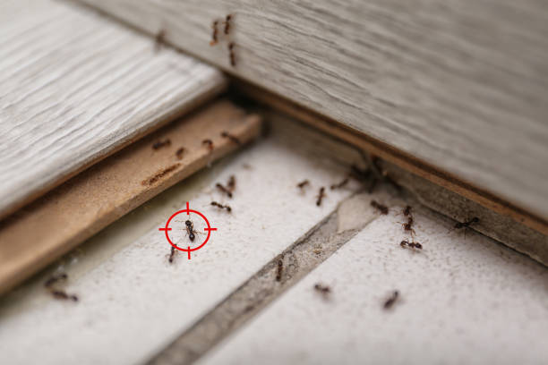Best Emergency Pest Control  in Basye, VA