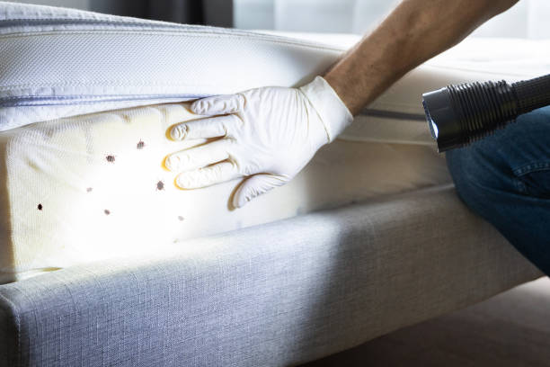 Best Affordable Pest Control Services  in Basye, VA