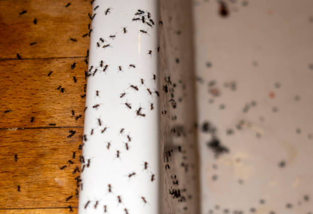 Best Pest Inspection Near Me  in Basye, VA