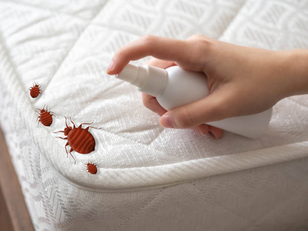 Best Insect Control  in Basye, VA