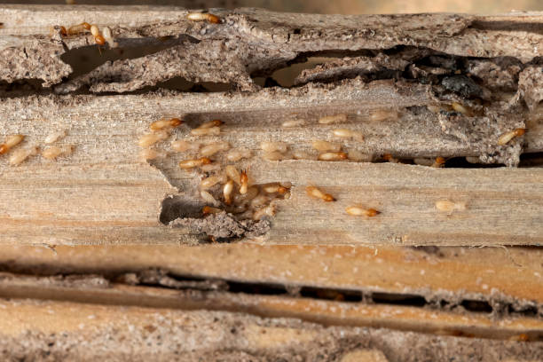 Best Commercial Pest Control Services  in Basye, VA