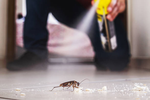 Flea Control Services in Basye, VA