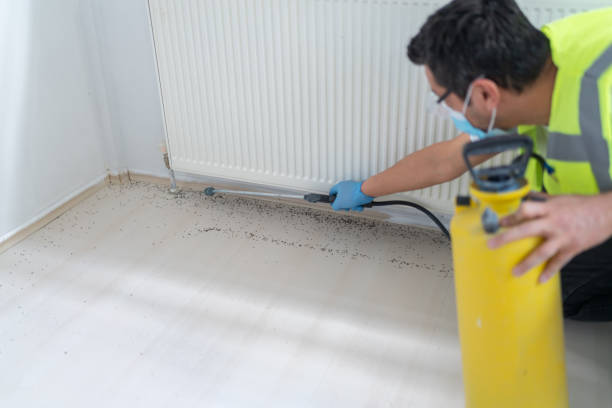 Best Mosquito Control Services  in Basye, VA